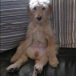 Dog of the Day - 29th July 2020 - Teddy