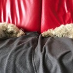 Dog of the Day - 30th July 2020