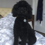 Dog of the Day - 31st July 2020 - Dave