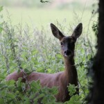 Photo of the Day - 11th August 2020