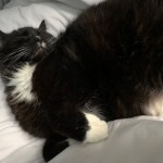 Cat of the Day - 14th July 2020 - Boo