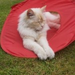 Cat of the Day - 16th July 2020 - Teddy