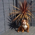 Dog of the Day - 1st August 2020 - Maggie