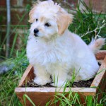 Dog of the Day - 2nd August 2020