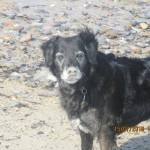 Dog of the Day - 3rd August 2020 - copper old timer