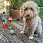 Dog of the Day - 4th August - Dolly