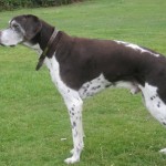 Dog of the Day - 5th August 2020 - Chester