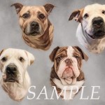 Dog of the Day - 6th August 2020 - Sandy Gizzy lacey and Maggie