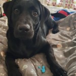 Dog of the Day - 7th August 2020