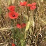 Photo of the Day - 20th August 2020