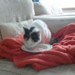 Cat of the Day - 18th July 2020 - Penny