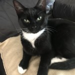 Cat of the Day - 19th July 2020 - Daisy