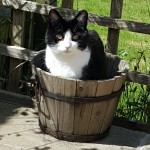 Cat of the Day - 20th July 2020 - Amy
