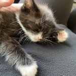 Cat of the Day - 21st July 2020 - Bella