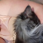 Cat of the Day - 22nd July 2020 - Flossie