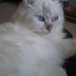 Cat of the Day - 24th July 2020 - Jazzy