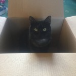 Cat of the Day - 25th July 2020 - Olly