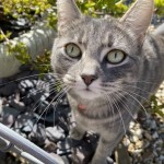 Cat of the Day - 26th July 2020 - Bleau