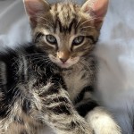 Cat of the Day - 27th July 2020 - Diego