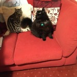 Cat of the Day - 28th July 2020