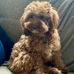 Dog of the Day - 8th August 2020 - Lola