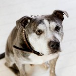 Dog of the Day - 10th August 2020 - Garver and Souk