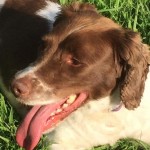 Dog Of The Day - 11th August 2020 - Brooke