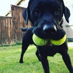 Dog of the Day - 12th August 2020 - Oskar