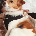Dog of the Day - 14th August 2020 - Chloe