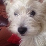 Dog of the Day - 13th August 2020 - Bonnie