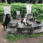 Dog of the Day - 15th August 2020 - Oskar, Poppy and Shadow