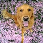 Dog of the day - 16th August 2020 - Beau