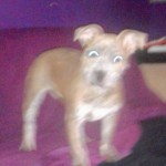 Dog of the Day - 17th August 2020