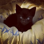 Cat of the Day - 29th July 2020 - Elliot