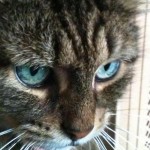 Cat of the Day - 30th July 2020 - Kitty