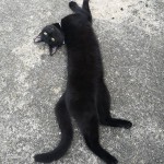 Cat of the Day - 31st July 2020 - Lucifer