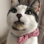 Cat of the Day - 1st August 2020 - Milo