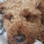 Dog of the Day - 18th August 2020 - Honey