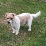 Dog of the Day - 19th August 2020 - Tiri
