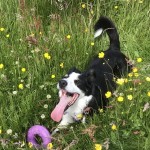Dog of the Day - 20th August 2020