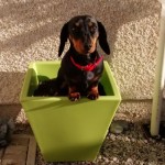 Dog of the Day - 21st August 2020 - Darcey