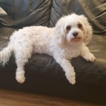 Dog of the Day - 22nd August - Ralph