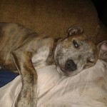 Dog of the Day - 23rd August - Lillie