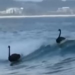 Fatastic video of surfing swans - yes really!
