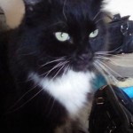 Cat of the Day - 2nd August 2020 - Whiskers