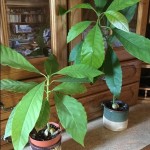 Show and Tell - Growing Avocado Pips...