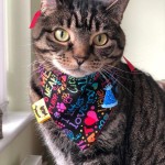 Cat of the Day - 3rd August 2020 - Neko