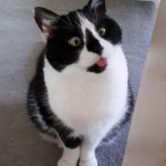 Cat of the Day - 4th August 2020 - Bert