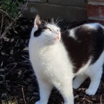 Cat of the Day - 5th August 2020 - Pippi