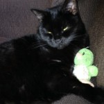 Cat of the Day - 6th August 2020 - Millicent